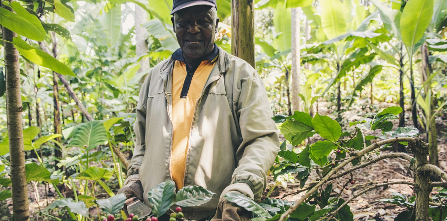 Smart Financing For Ghanaian Farmers: How To Secure Agricultural Loans And Thrive Through Every Season