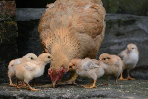 How to Start a Profitable Poultry Farm in Ghana: The Complete Guide to Raising and Selling Birds Successfully