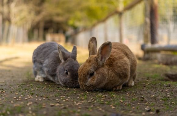 How Rabbit Farming in Ghana Can Boost Income, Promote Sustainability, and Meet Rising Demand for Healthy Meat