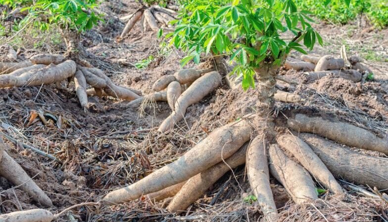 How Persistence Built a Multi-Million Dollar African Agribusiness