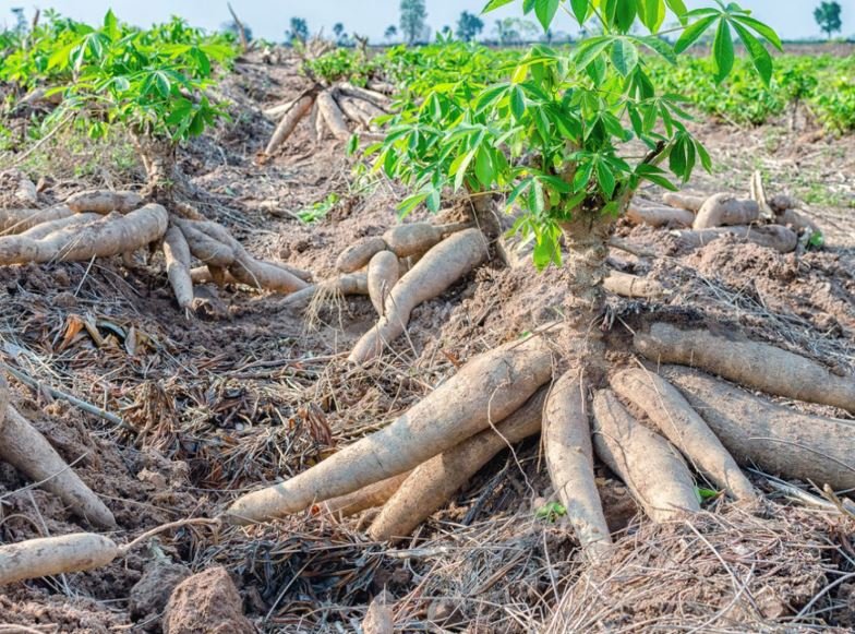 How Persistence Built a Multi-Million Dollar African Agribusiness