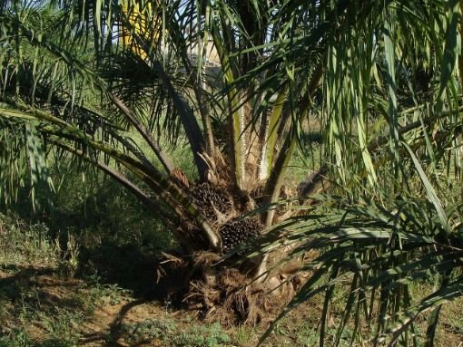 Why you should Invest in Oil Palm Business in Ghana