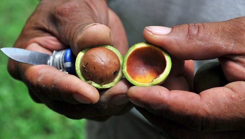 Africa’s Agro-Processing Boom: 10 High-Profit Agribusiness Investment Opportunities Transforming the Future of Food Production