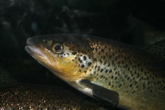 Turning an Aquaculture Challenge into a High-Growth Investment Opportunity