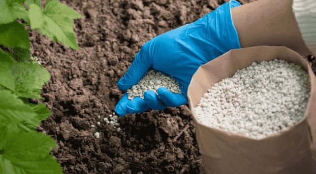 Morocco’s OCP Group: How Africa’s Phosphate Giant Is Reshaping Global Fertilizer Supply